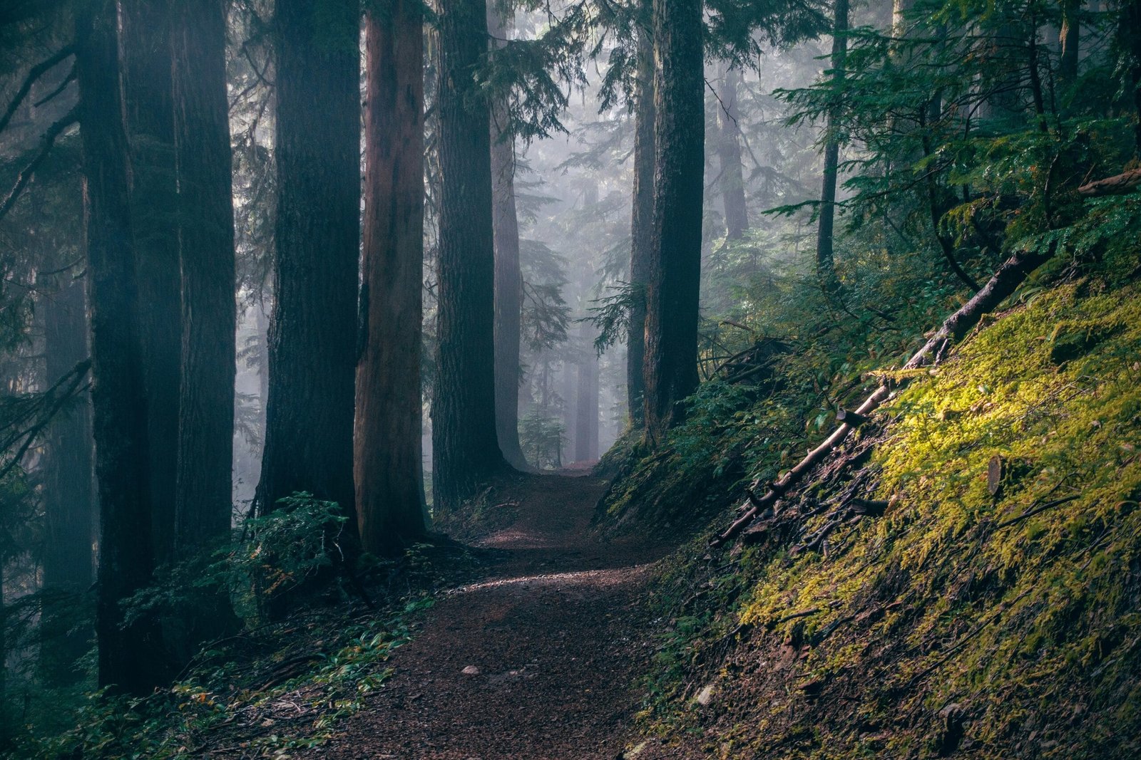 Evergreen trees in a forest and a path winding between them in a steep hillside. Photo by Ryan Pohanic on Unsplash