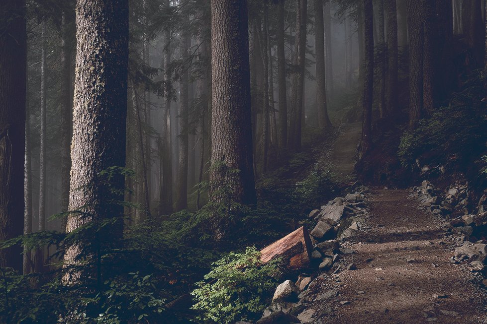A dirt path carved into a hillside in a dense forest during a foggy day. Photo credit Derrick Cooper on Unsplash.