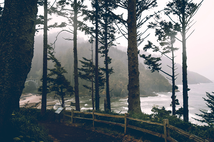 A misty Pacific Northwest coastal path through conifers overlooking the ocean